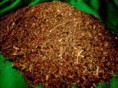  AlfaCarob Super Supplement 5kg